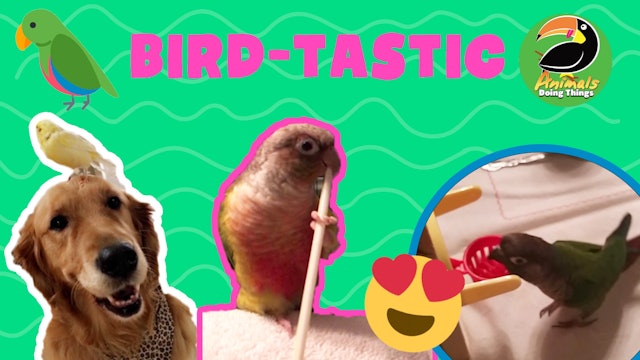 Animals Doing Things | Bird-tastic