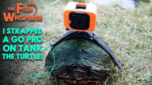 I Strapped a GoPro on Tank the Turtle!