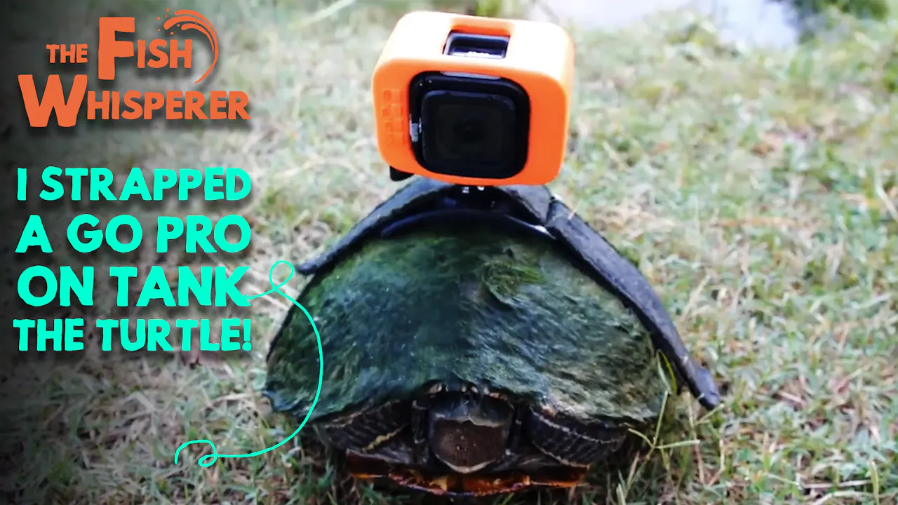 I Strapped a GoPro on Tank the Turtle! - Yippee - Faith filled shows!