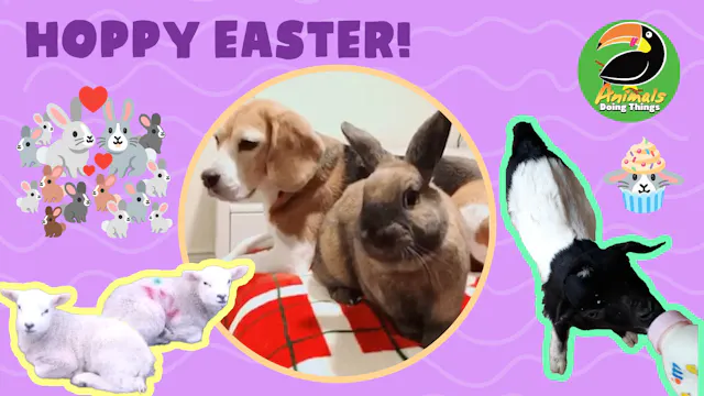 Animals Doing Things | Hoppy Easter!