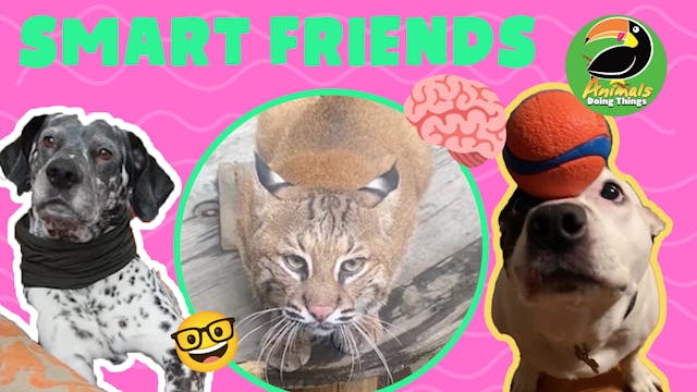 Animals Doing Things | Smart Friends