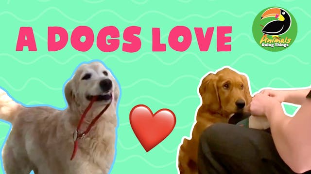Animals Doing Things | A Dogs Love