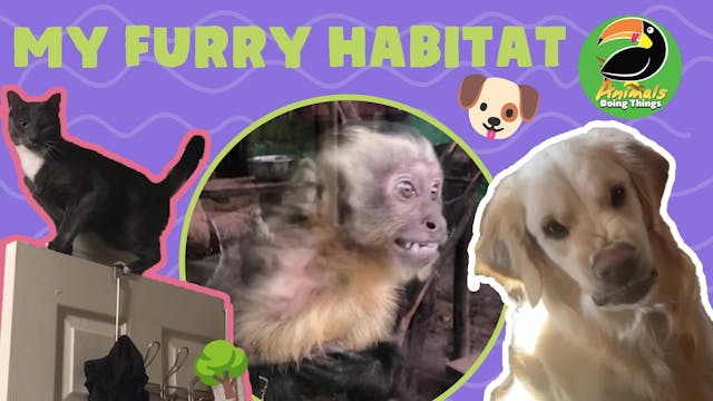 Animals Doing Things | My Furry Habitat