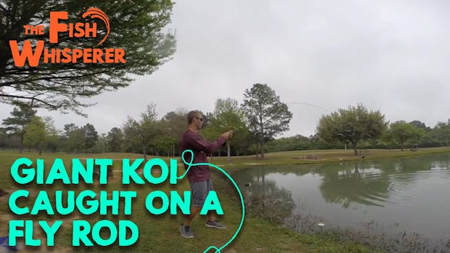 Giant Koi Caught on a Fly Rod!