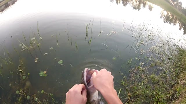 Fishing in the Pond