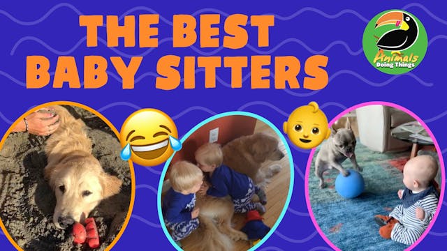 Animals Doing Things | The Best Baby ...