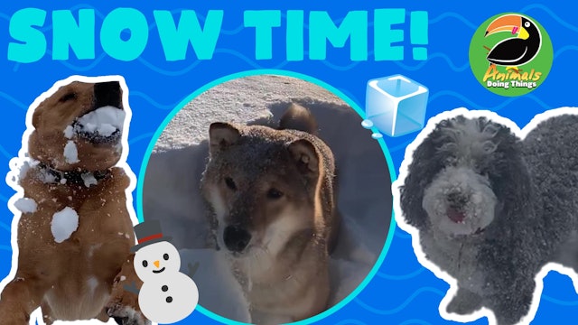 Animals Doing Things | Snow Time!