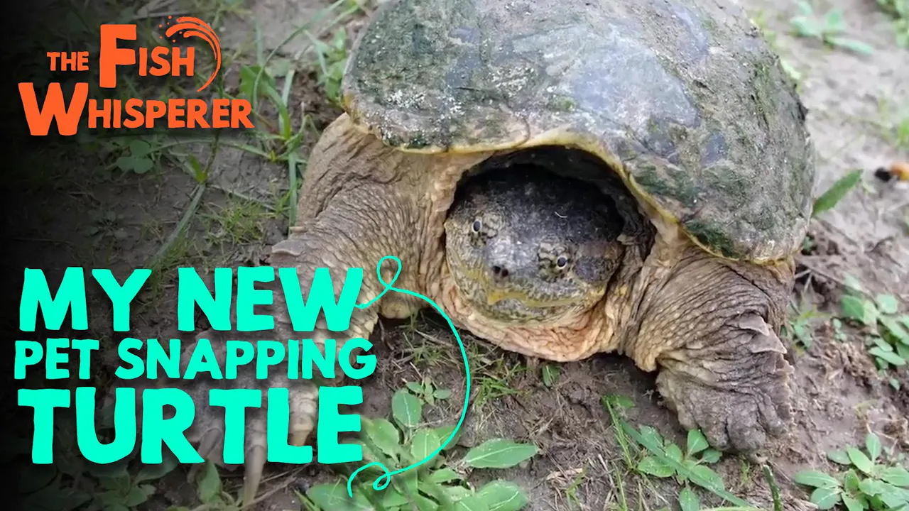 My New Pet Snapping Turtle! - The Fish Whisperer - Yippee - Faith ...
