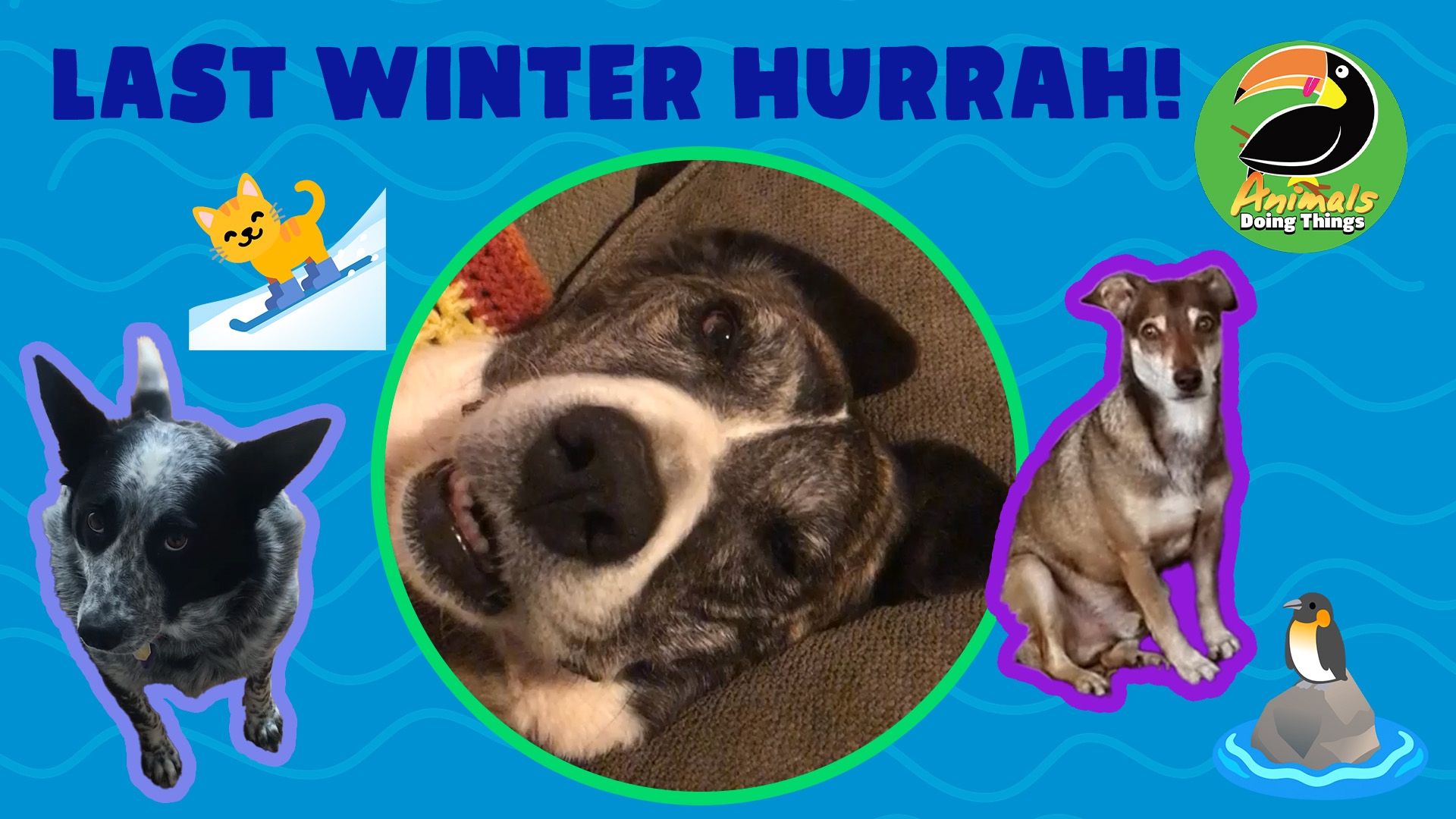 Animals Doing Things | Last Winter Hurrah!