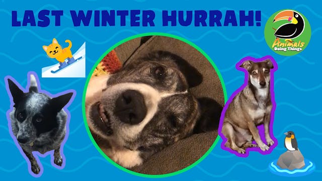 Animals Doing Things | Last Winter Hu...