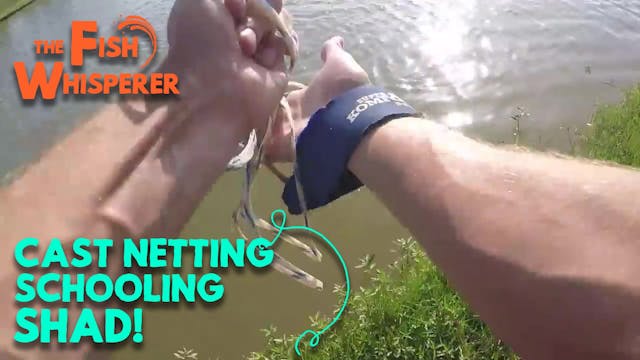 Cast Netting Schooling Shad!
