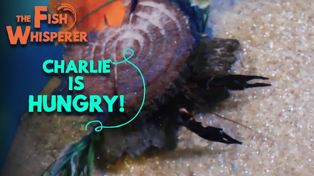 Charlie Is Hungry!