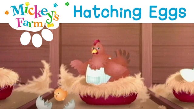 Hatching Eggs