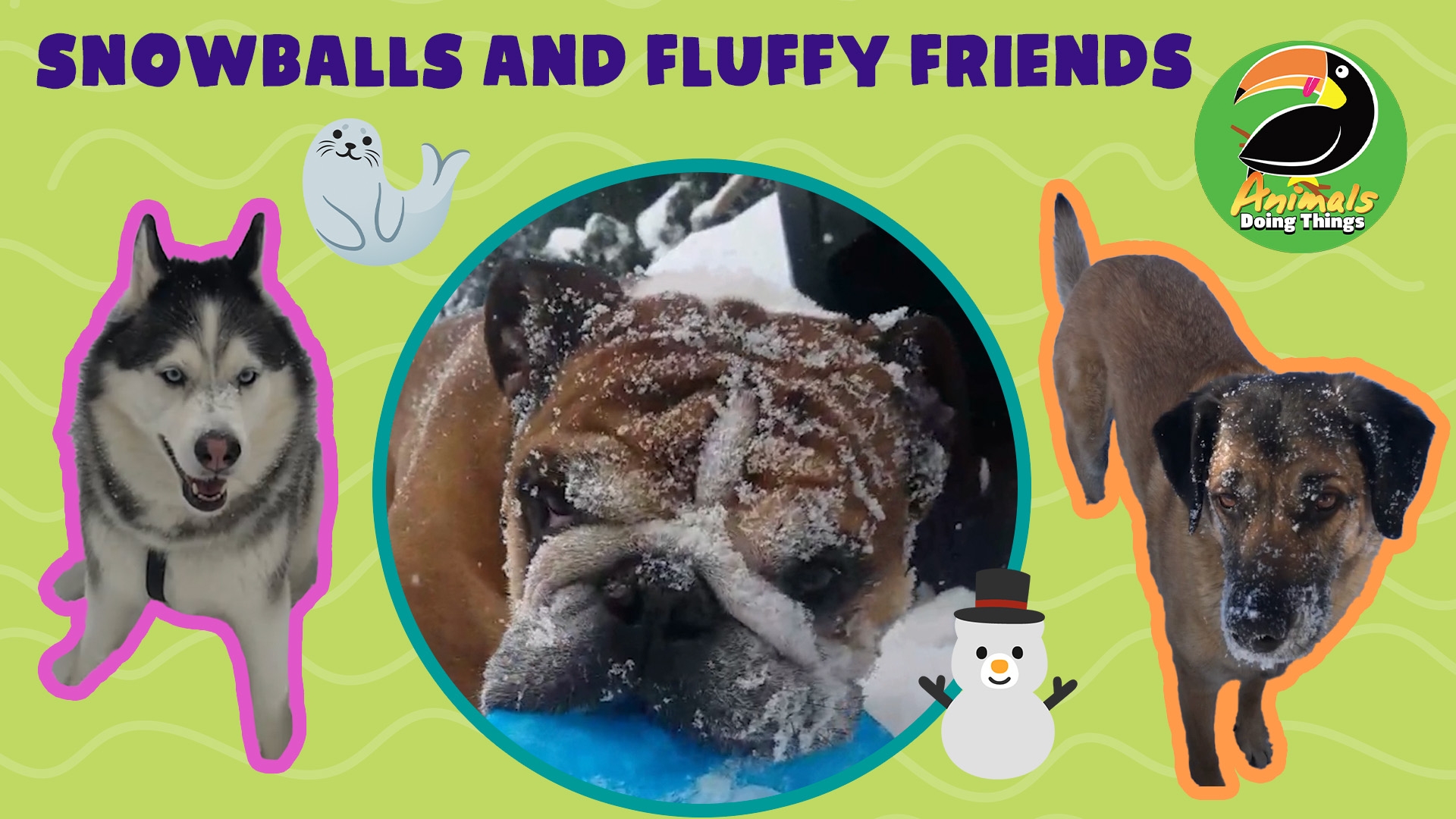 Animals Doing Things | Snowballs and Fluffy Friends