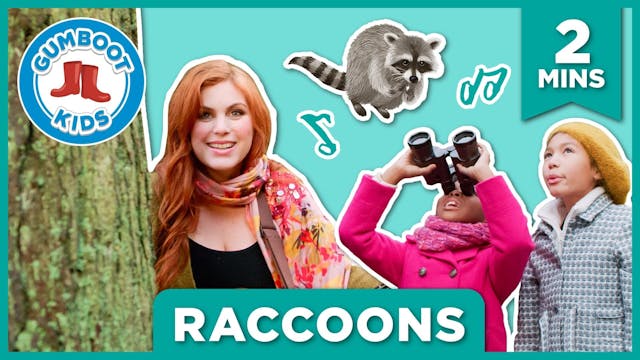 Episode 59 | Raccoons