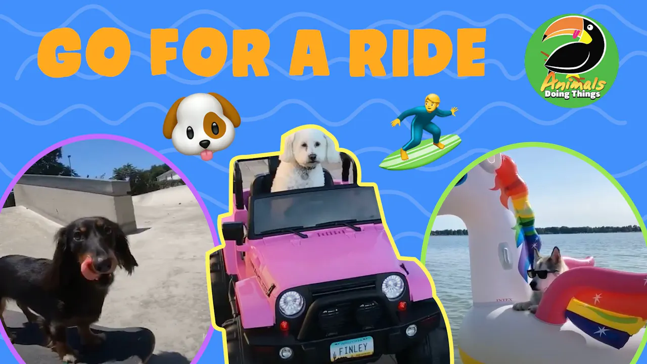 Animals Doing Things | Go For A Ride - Animals Doing Things - Yippee ...