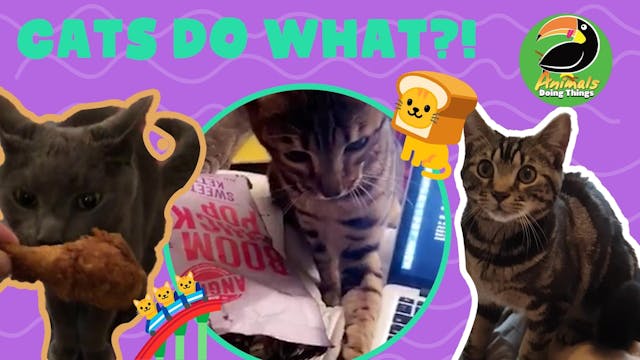 Animals Doing Things | Cats Do What?!