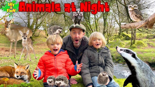 Animals At Night