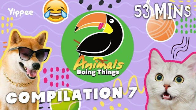 Animals Doing Things | Compilation 7