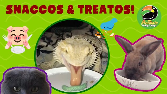 Animals Doing Things | Snaccos & Trea...