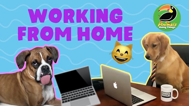 Animals Doing Things | Working From Home