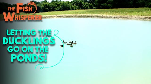 Letting the Ducklings Go on the Ponds!