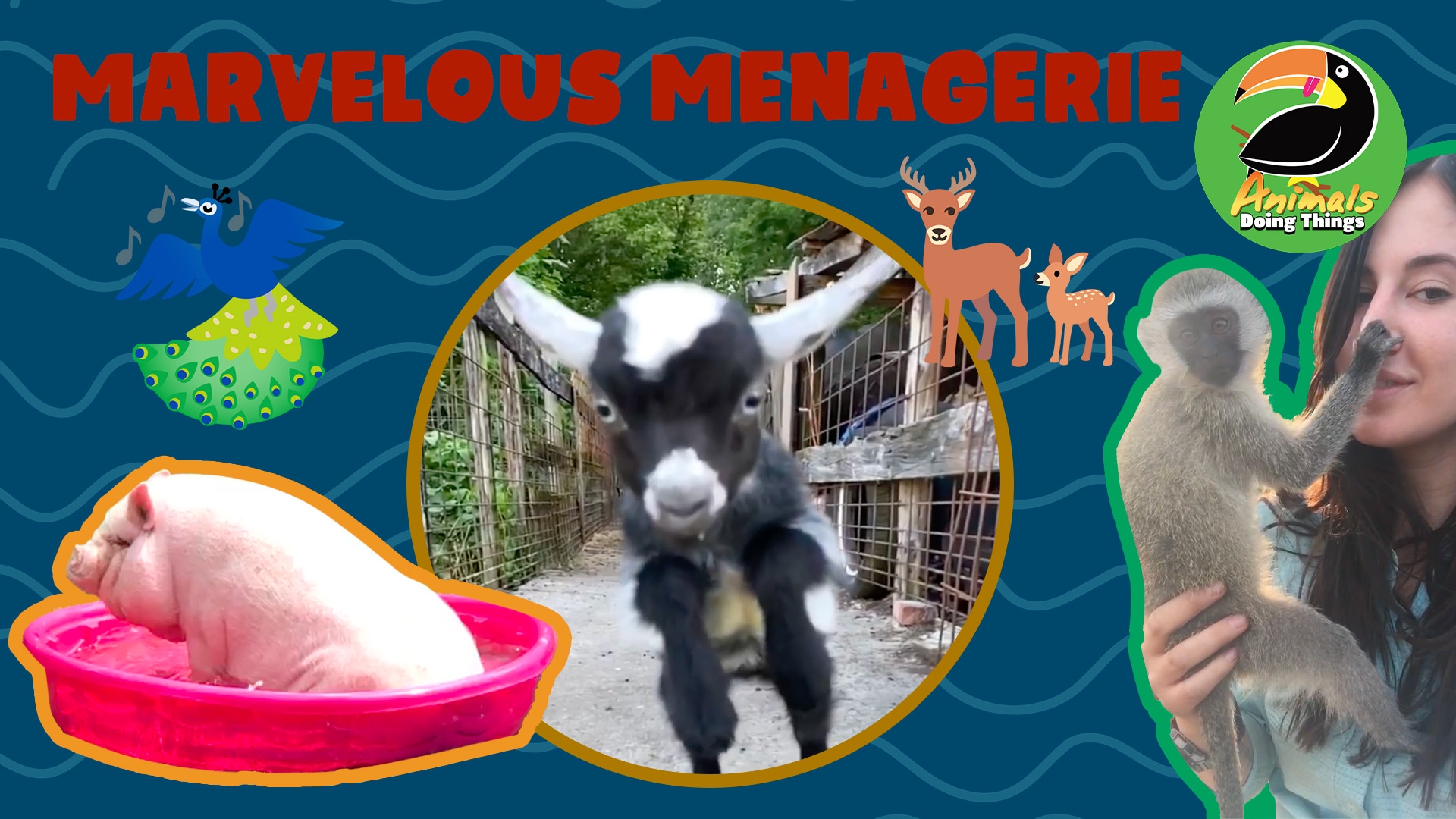 Animals Doing Things | Marvelous Menagerie