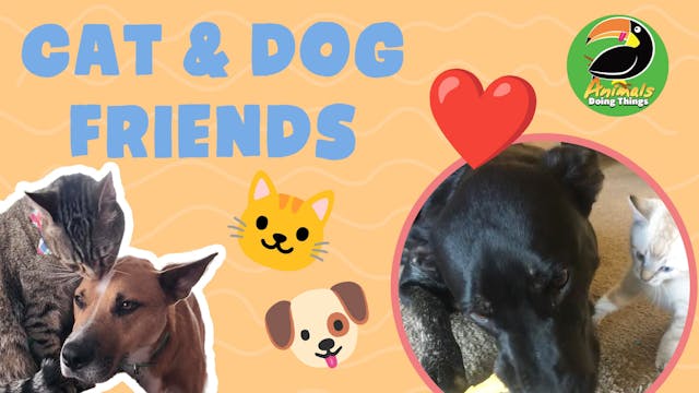 Animals Doing Things | Cat Dog Friends