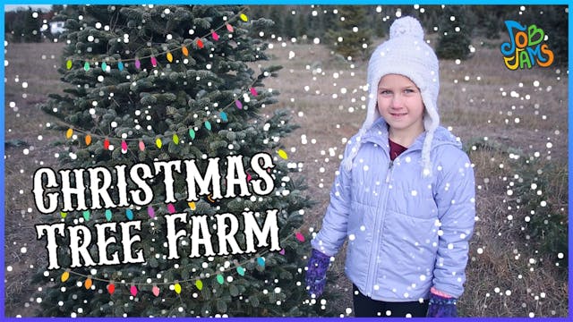 Christmas Tree Farm