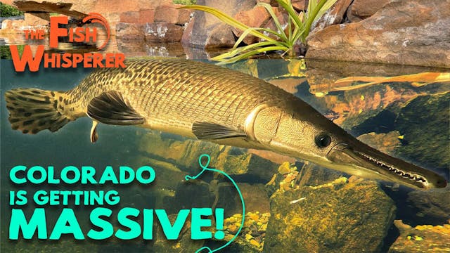 Colorado is Getting Massive!