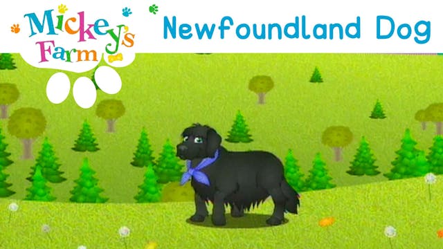 Newfoundland Dog