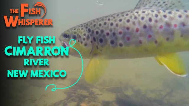 Fly Fishing Cimarron River New Mexico