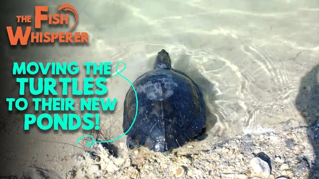 Moving the Turtles to Their New Ponds!