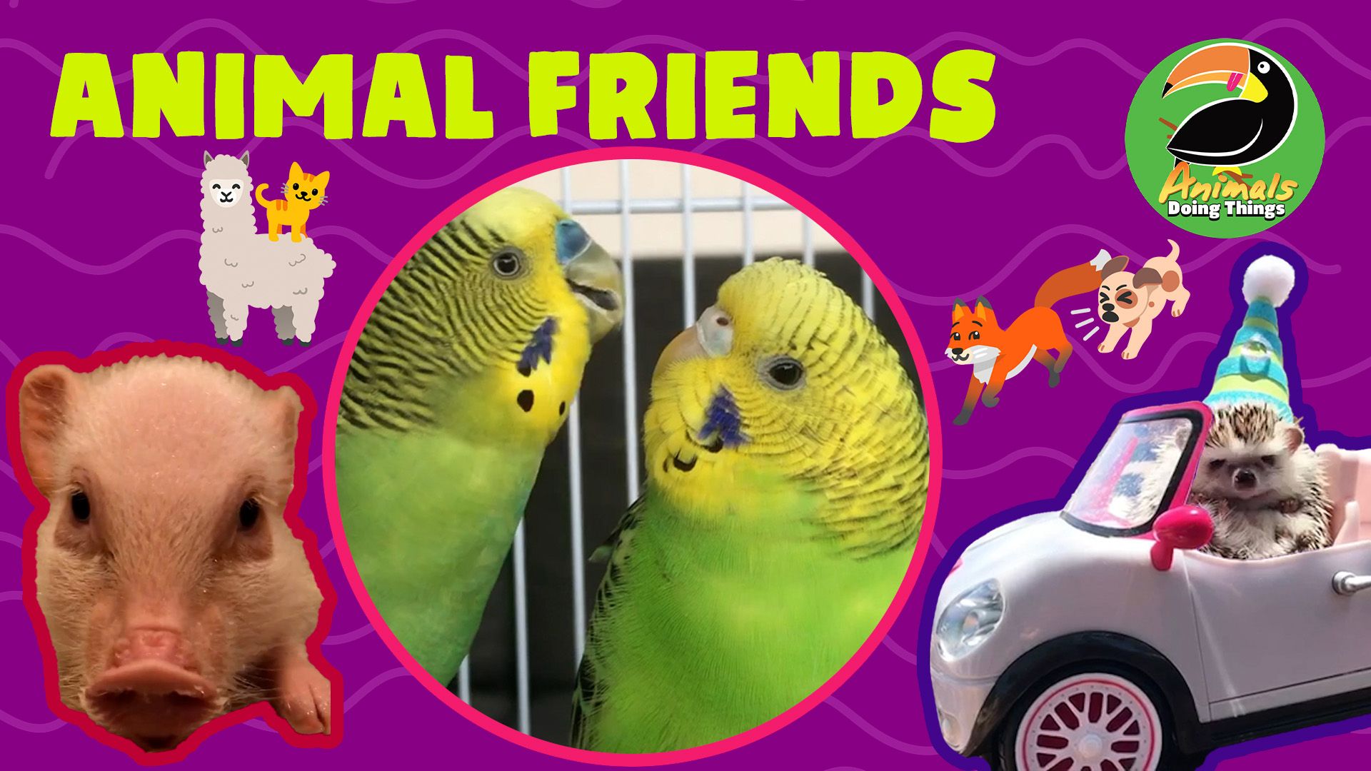 Animals Doing Things | Animal Friends