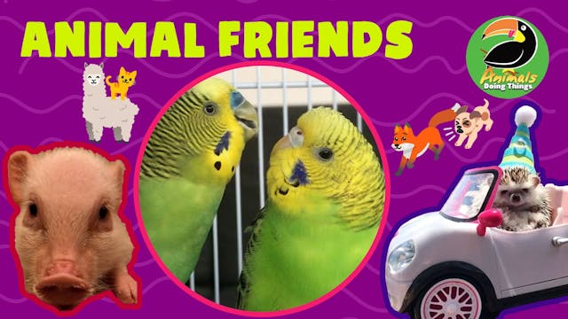 Animals Doing Things | Animal Friends