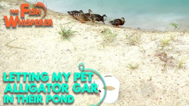 Letting My Pet Alligator Gar Go in Their Pond!