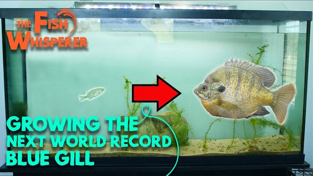 Growing the Next World Record Bluegill!