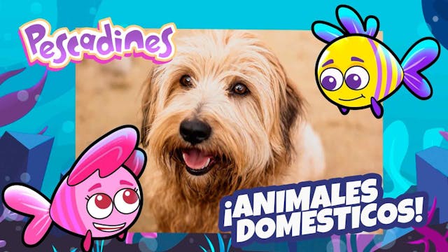 Pescadines | Animales Domesticos