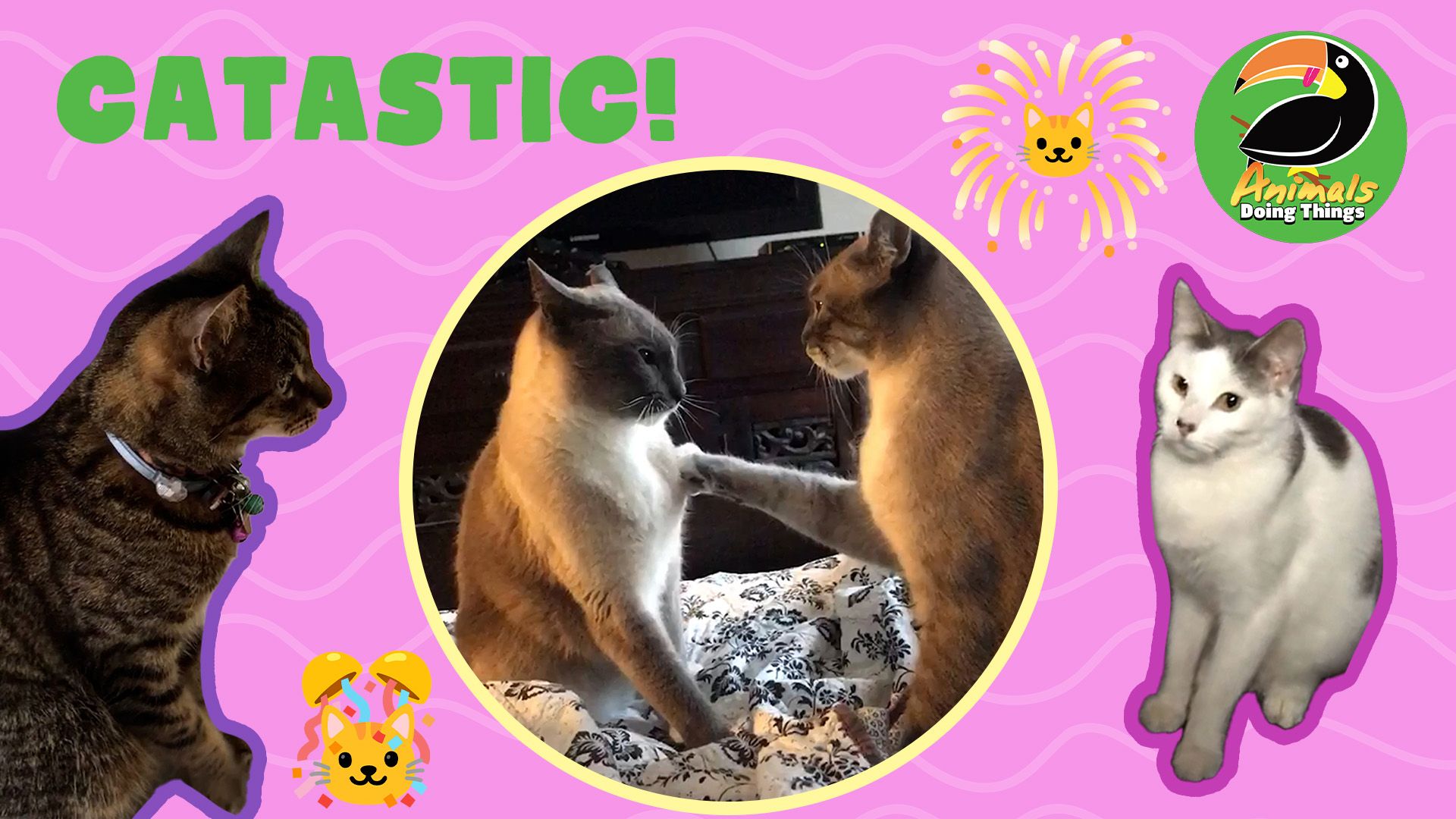 Animals Doing Things | Catastic