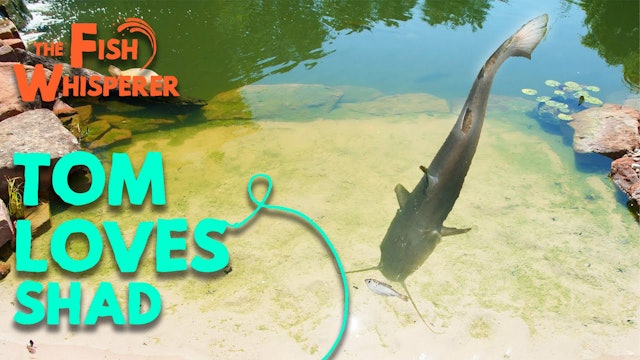 Tom Loves Shad!