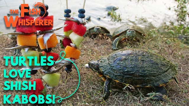 Turtles Love Shish Kabobs!