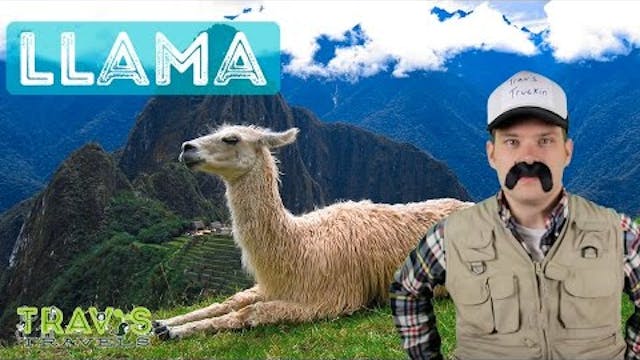 Llama - Animal Facts 