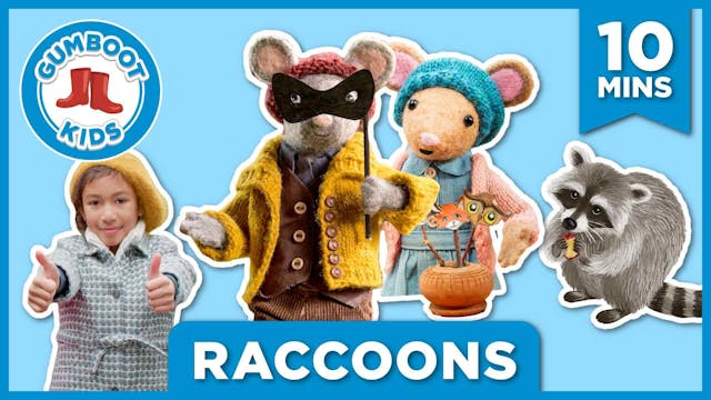 Raccoons