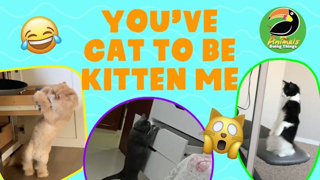Animals Doing Things | Cat To Be Kitt...