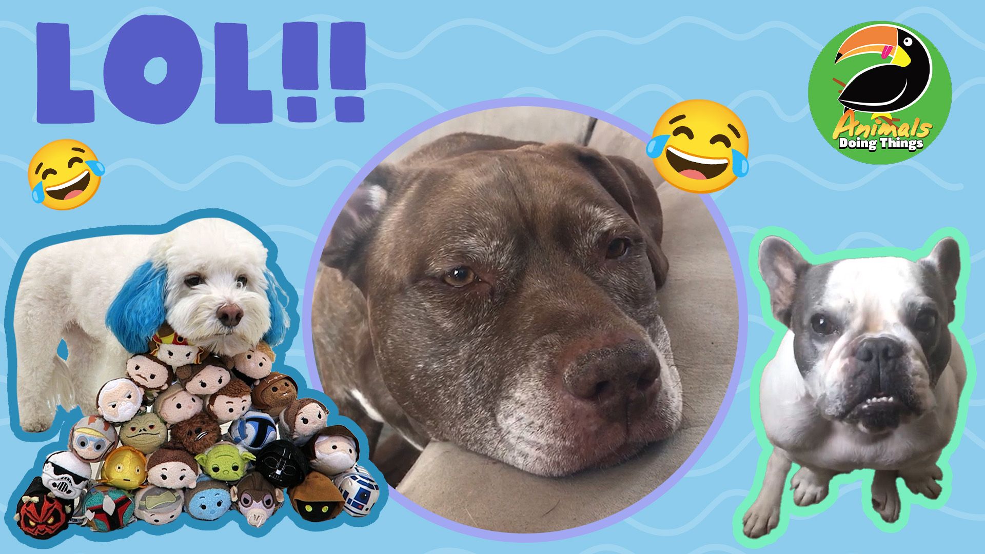 Animals Doing Things | LOL!!