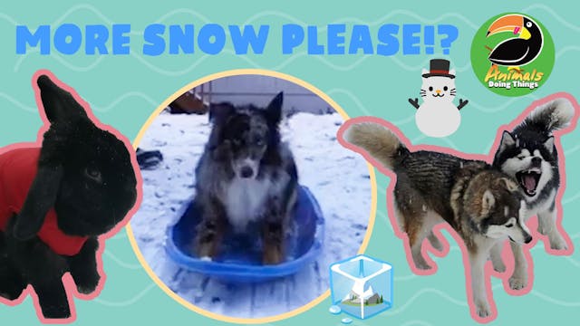 Animals Doing Things | More Snow Plea...