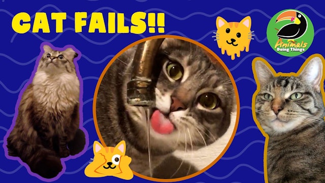 Animals Doing Things | Cat Fails!!