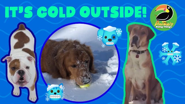 Animals Doing Things | It's Cold Outs...