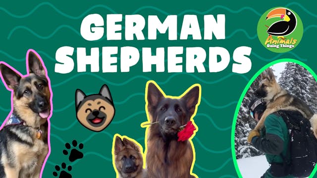 Animals Doing Things | German Shepherds