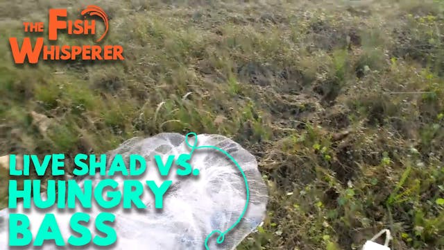 Live Shad VS. Hungry Bass!
